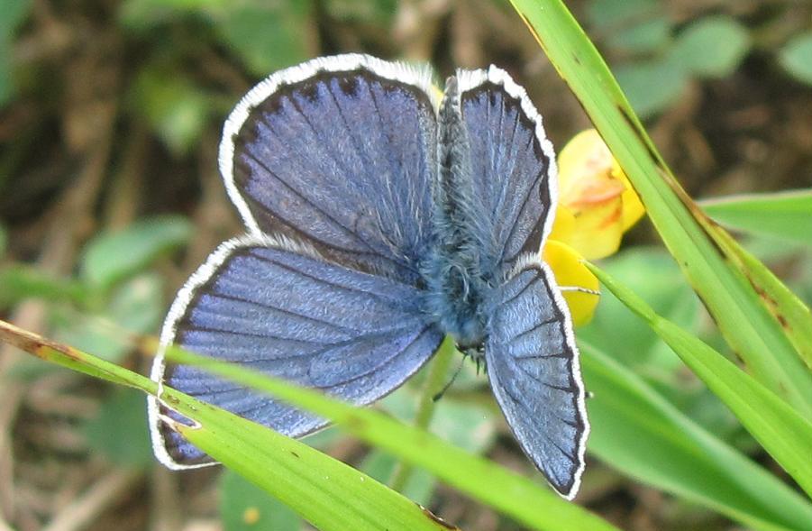 Plebejus argus?